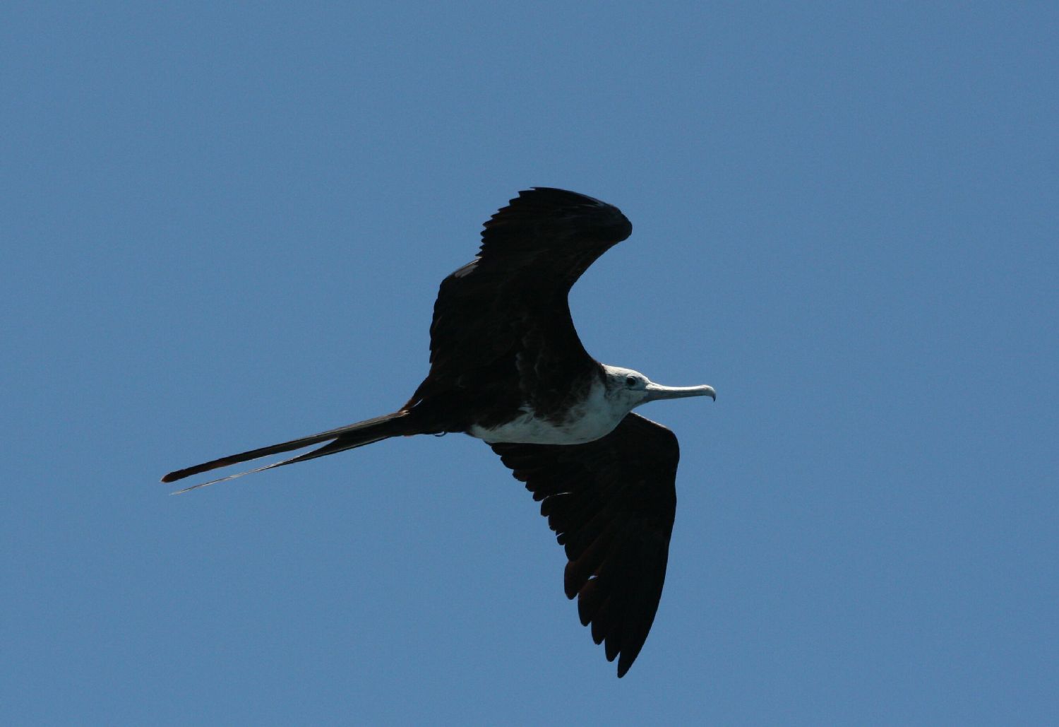 Fregattvogel auf Galapagos